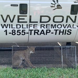 Wild bobcat sitting in a trap