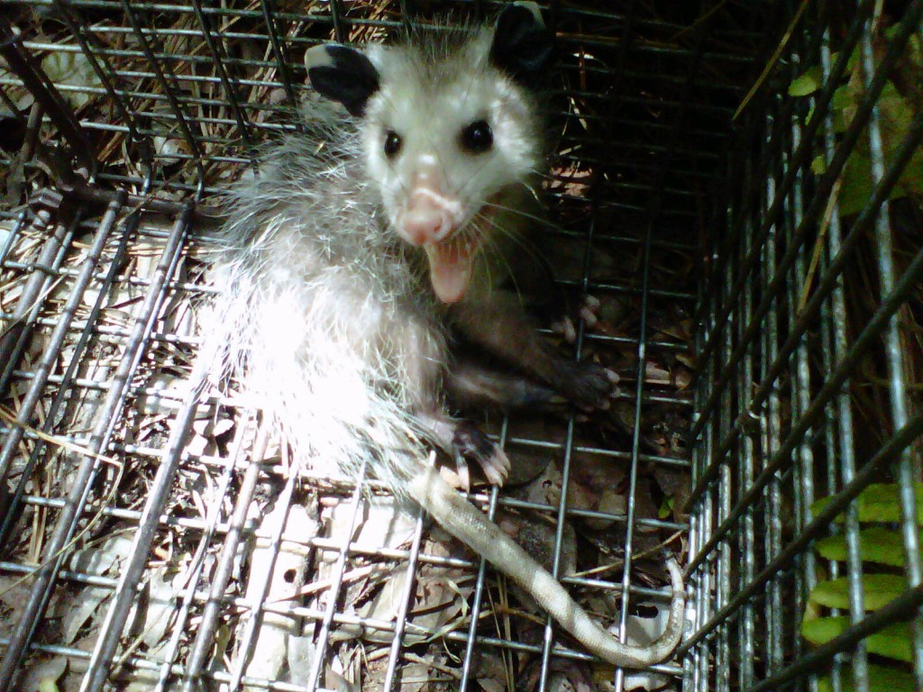 Wildlife Removal Services Weldon Wildlife Removal